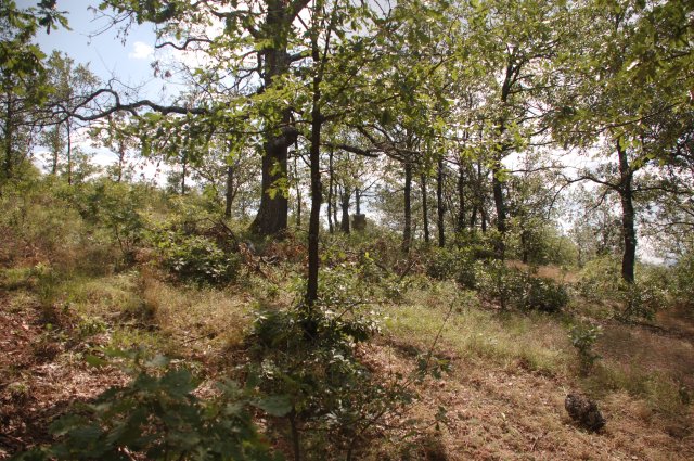 DSC_6762