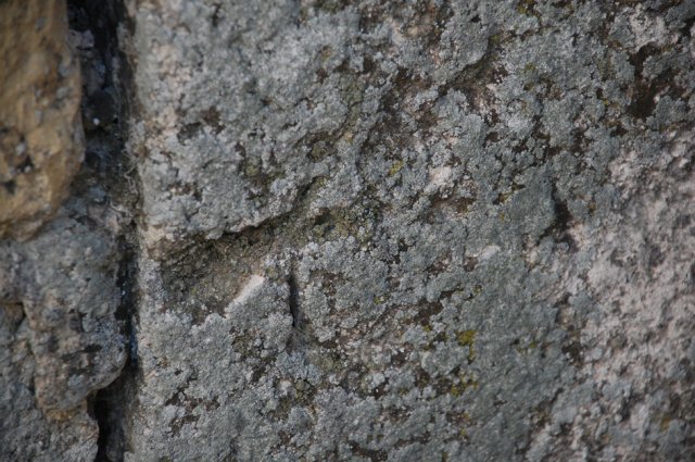 DSC_0484-1