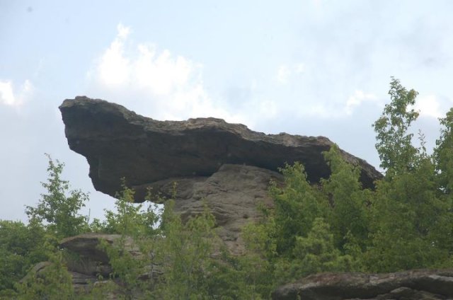 priturenkamuk-borovica~0