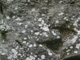 DSC09487-1