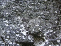 DSC09488-1