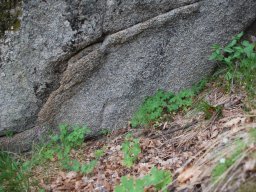 DSC_3754-1