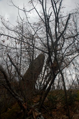 DSC_6730-1