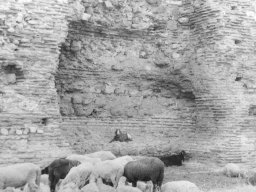овчици